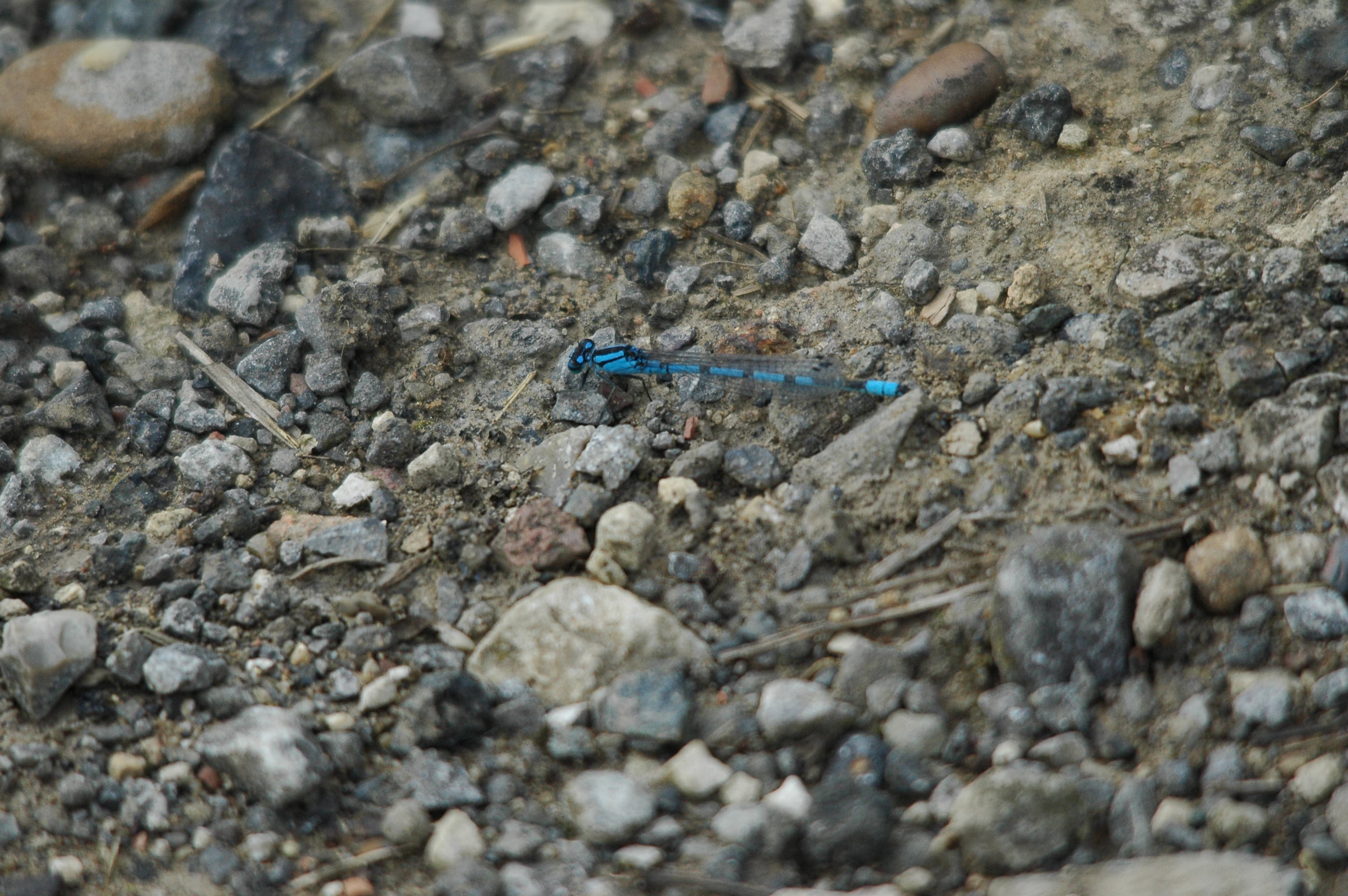 photos/wildlife/Invertebrate_Species/Dragonflies/Common Blue Damselfy/dsc_2852.jpg
